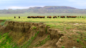 Kanada Saskatchewan Bisonherde Prärie Foto iStock Nafinney